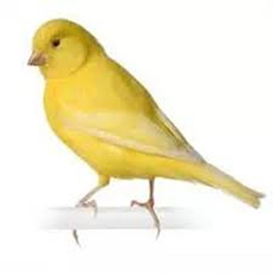 canary